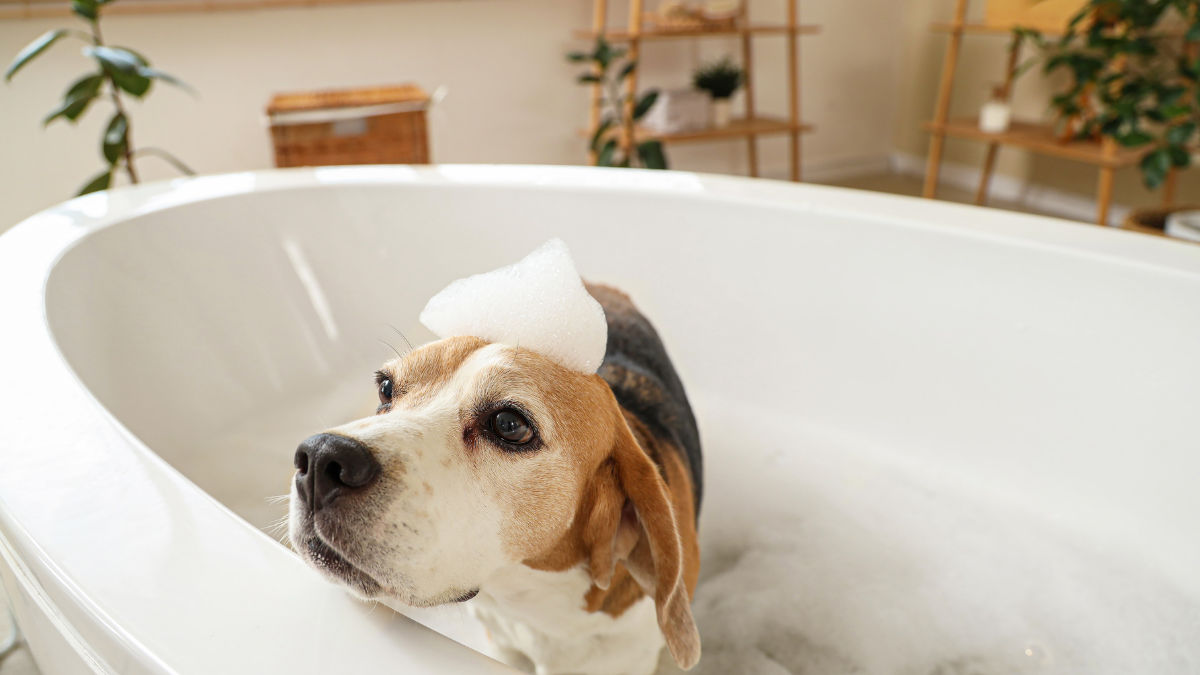 Soap Wash Recipe for People and Pets